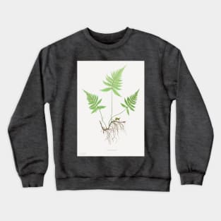 Northern beech fern - Botanical Illustration Crewneck Sweatshirt